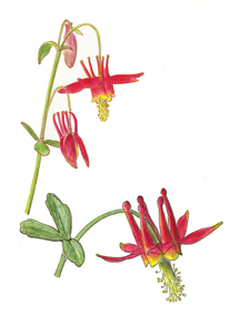 Vorobik watercolor of Aquilegia formosa, red columbine